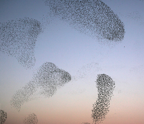 Multiple swarms of birds flying in the sky